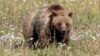 Yellowstone Grizzly Bears to Lose Endangered Species Protection