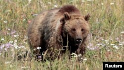 FILE - A grizzly bear walks in a meadow in Yellowstone National Park, Wyoming, Aug. 12, 2011. 