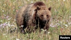 FILE - A grizzly bear walks in a meadow in Yellowstone National Park, Wyoming, August 12, 2011. 