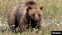 El Servicio de Pesca y Vida Silvestre autorizó permiso que dejaría que cazadores mataran a cuatro osos grizzly en Gran Teton.