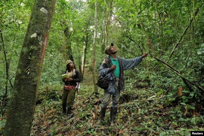 FILE - Grace Kotee, a park biologist in the East Nimba Nature Reserve, and her colleague Peter Farnloe, a law enforcement ranger, walk through the forest in Mount Nimba in Liberia, June 11, 2021. (REUTERS Zohra Bensemra)