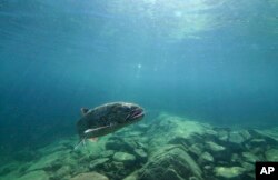 FILE - In this photo provided by the Great Lakes Fishery Commission, a lake trout swims off Isle Royale, Mich., in Lake Superior, Sept. 12, 2018.