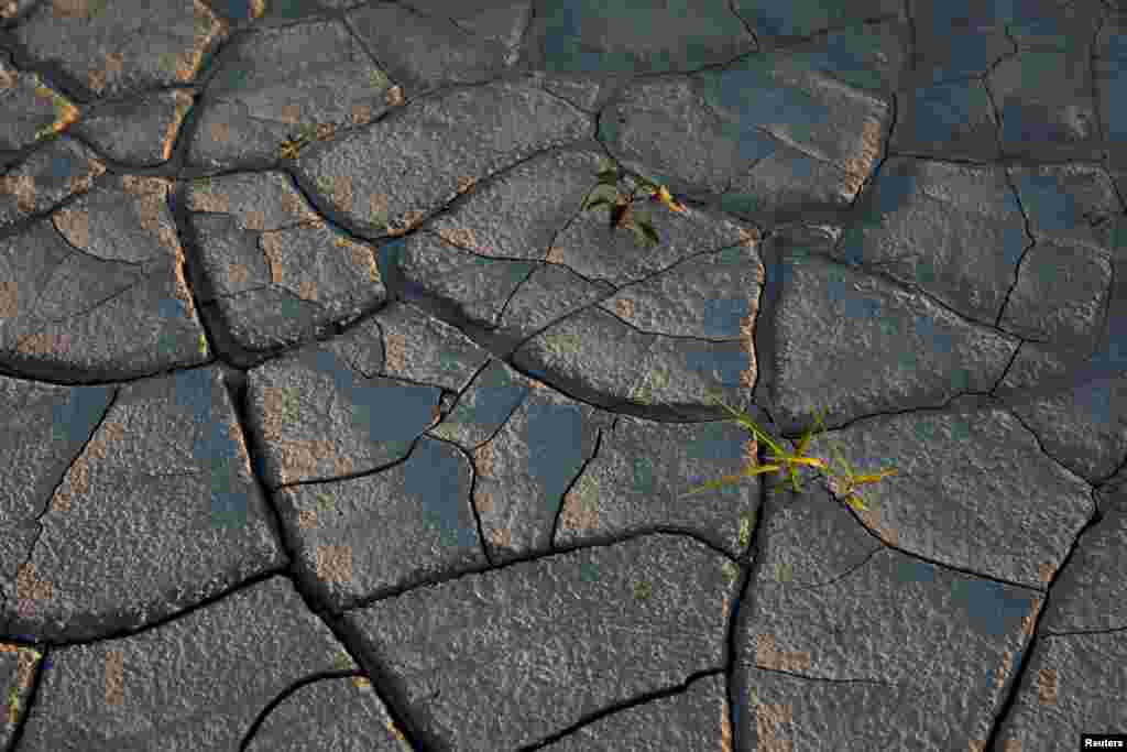 Plants are seen growing near the Shushica River, one of the largest tributaries of the Vjosa River, which environmentalists call &#39;the last wild river in Europe&#39; in Selenica, Albania.