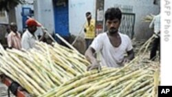 印度食糖产量下滑  国际糖价上升