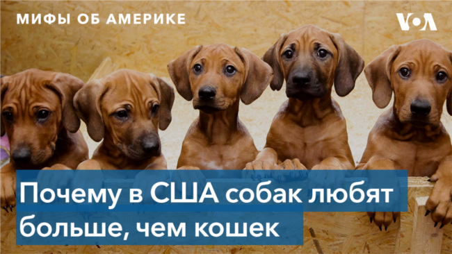 Мифы об Америке. Американцы предпочитают собак