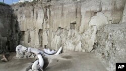 In this undated photo released by Mexico's National Institute of Anthropology and History, mammoth bones lie at an excavation site in Tultepec, just north of Mexico City.