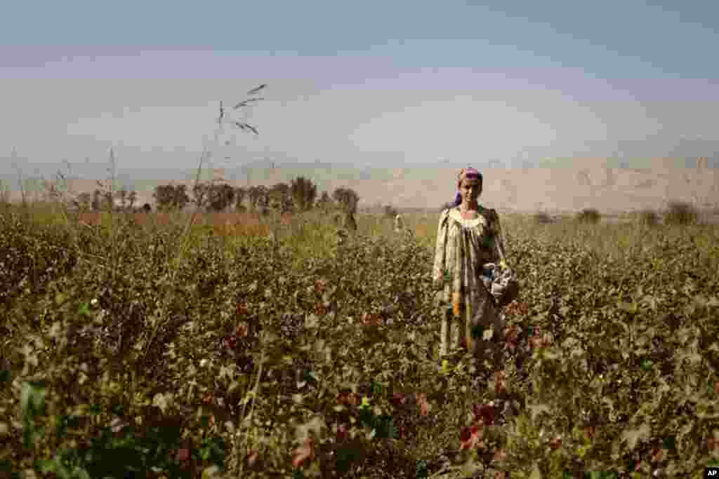A young cotton picker stands in the fields outside of Dushanbe, Tajikistan. (VOA - Y. Weeks)