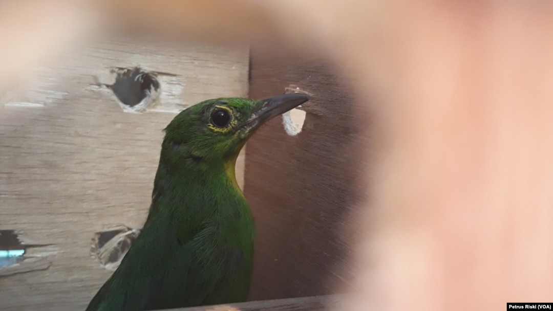 Cucuk hijau, salah satu jenis burung yang banyak diburu dan diperjualbelikan secara ilegal. (Foto:VOA/ Petrus Riski)