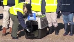 Спасение "Милого Вильяма"