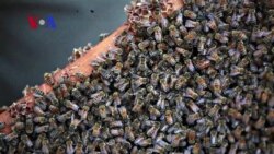 Vancouver Hotel Committed to Sustainability and Zero Waste