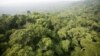 Environmentalists Urge Brazil's President Not to Roll Back Amazon Protection
