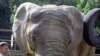 Elephant Leaves Alaska for Warmer Home