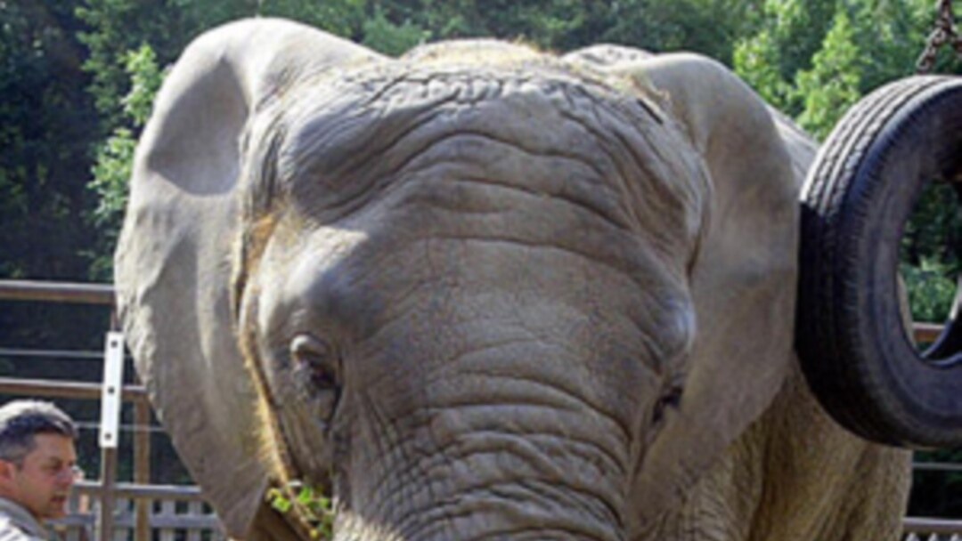 Elephant Leaves Alaska for Warmer Home