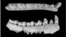 The left lower jaw of Yunnanadapis folivorus, one of six new fossil primate species found in southern China, is pictured in this undated handout photo from Xijun Ni/Chinese Academy of Sciences