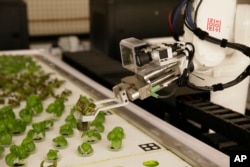 In this Sept. 27, 2018, photo a robotic arm lifts plants being grown at Iron Ox, a robotic indoor farm, in San Carlos, California.