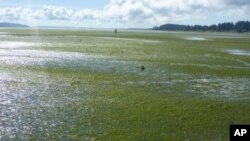 Japanese eelgrass smothering Willapa Bay clam beds in Sept. 2010.