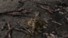 Weapons and military attire lie abandoned and burned on the ground in Goma on January 28, 2025.