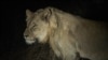 Décès d'un lion emblématique du parc national du Serengeti, en Tanzanie
