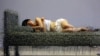 北京的周洁在行为艺术个展中躺在钢丝床上，有时裸睡
