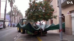 Fruit-Shaking Tractor Shakes Trees in Valencia