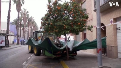 Transporte de árboles frutales.