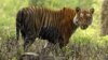 ผลสำรวจเผยเสือโคร่งเบงกอลหลงเหลือในป่าบังคลาเทศและอินเดียไม่ถึง 200 ตัว