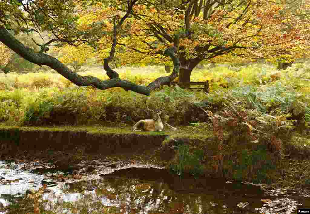 Seekor rusa beristirahat di pinggir sungai di Taman Bradgate di Newtown Linford, Inggris tengah.