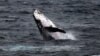 Drones Monitor Whale Health In Australia