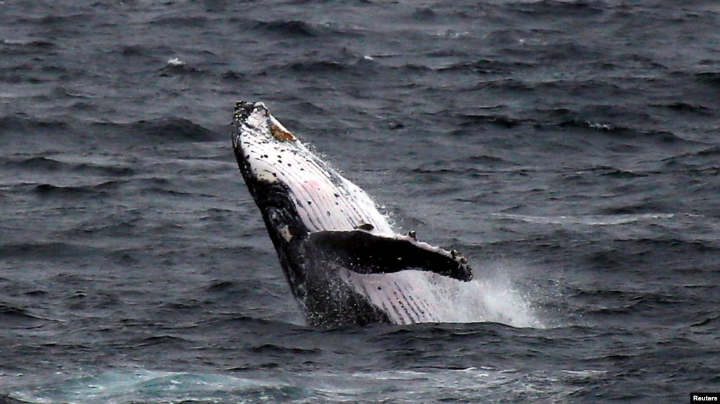 Seekor paus bungkuk (humpback whale) di lepas pantai Clovelly Beach di Sydney, Australia, 19 Juni 2016. (Foto: dok).