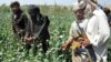 مخدرات؛ منبع درآمد یک میلیارد دالری طالبان