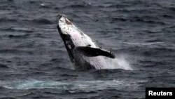 FILE - A humpback whale breaches off the coast at Clovelly Beach in Sydney, Australia, June 19, 2016. 