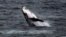 FILE - A humpback whale breaches off the coast at Clovelly Beach in Sydney, Australia, June 19, 2016. 