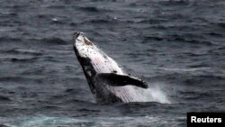 Seekor paus bungkuk terlihat di dekat pantai Clovelly, Sydney, Australia, 19 Juni 2016. (Foto: dok).
