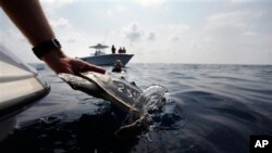 科研人员把曾经受到浮油影响的海龟放回墨西哥湾