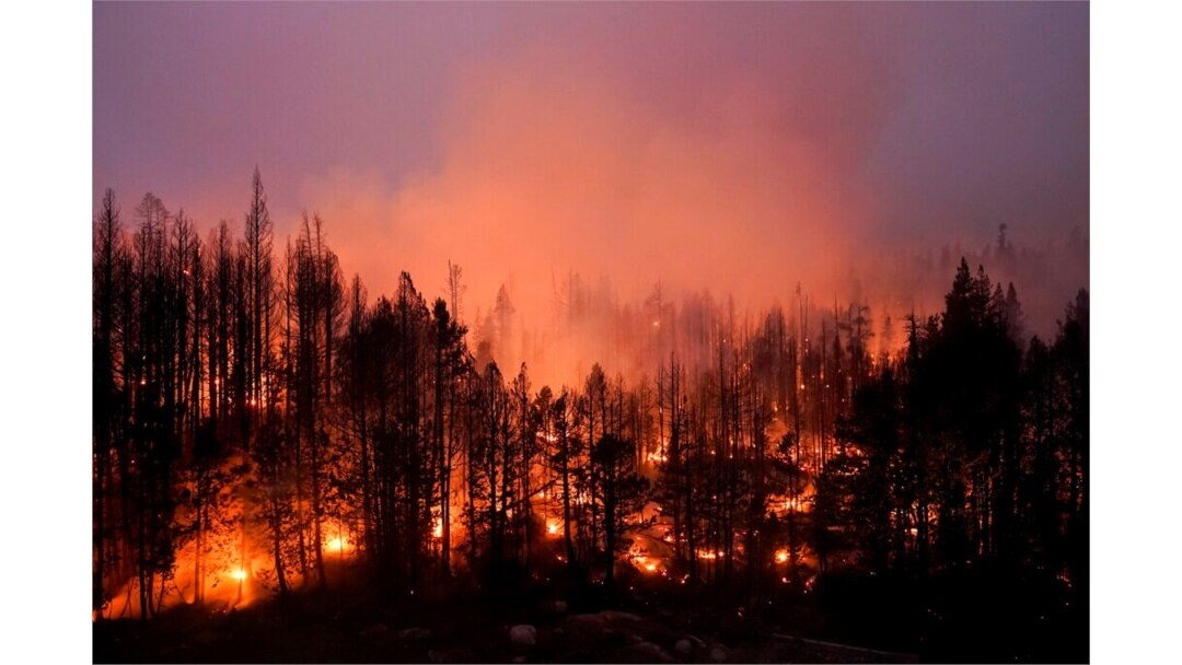 Pohon-pohon di Hutan Nasional Eldorado, California, habis dilahap "Caldor Fire", 3 September 2021.
