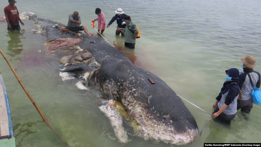 Para relawan memindahkan dan menguburkan bangkai paus sperma yang terdampar di Pulau Kapota, Wakatobi, Sulawesi Tenggara, 20 November 2018. (Foto: Kartika Sumolang/WWF Indonesia)