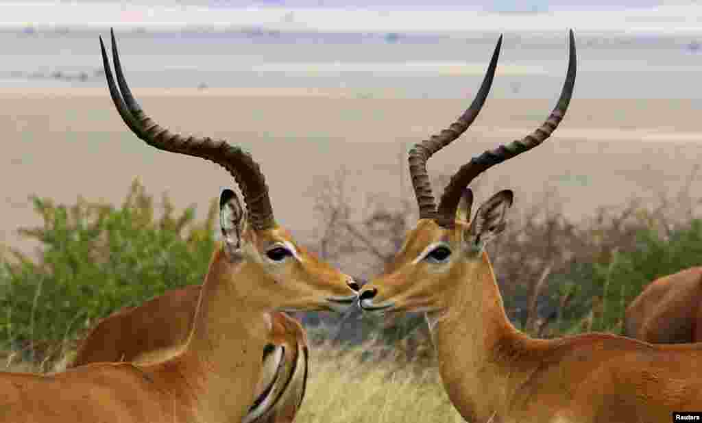 Antelopes are seen at the Maasai Mara National Reserve in Narok County, Kenya.