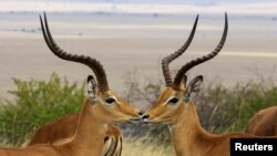 Antelopes are seen at the Maasai Mara National Reserve in Narok County, Kenya.