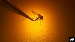Climate Change Mosquito Diseases