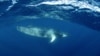 Dự án khu bảo tồn cá voi ở Nam Đại Tây Dương bị chặn lại