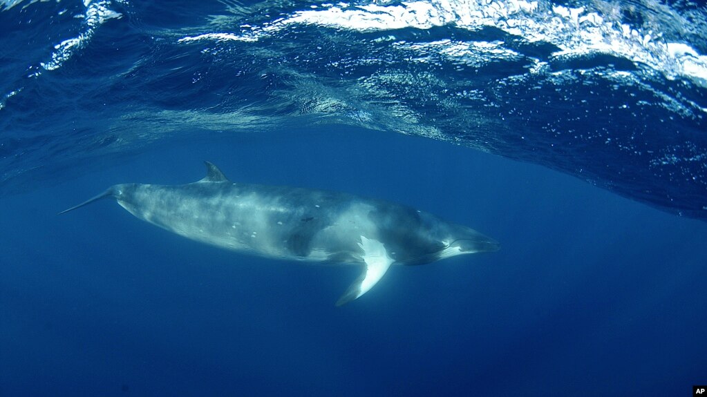 Cá voi Minke ở khu vực Great Barrieer Reef.