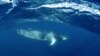 Excrementos de ballena benefician los océanos