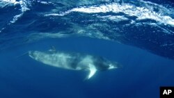 Estudio de la Universidad de Vermont demostró que ballenas impactan positivamente el funcionamiento del océano.