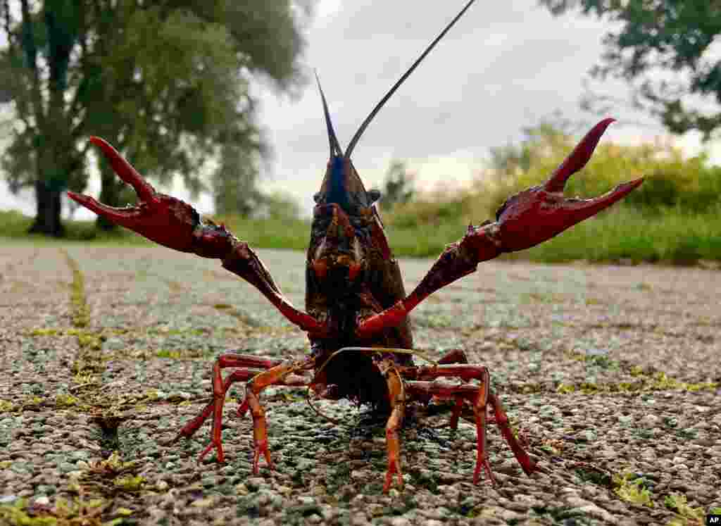 A crab sits at the shore of a catchment lake near Bochum, western Germany, after heavy rainfall in the night.