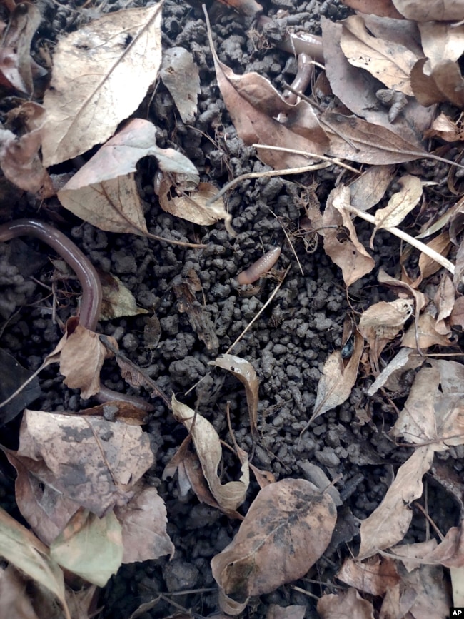 This September 2022 photo provided by Dr. Timothy McCay shows Asian jumping worms in Hamilton, New York, wriggling in damaged soil that bares the coffee-ground texture indicative of their presence. (Timothy McCay via AP)