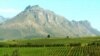 World Cup Tourists to Embrace South African Wines