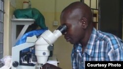 In Tororo lab identifying mosquitos (Credit: Maxwell Kilama)