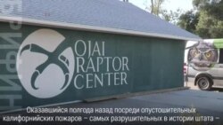 Выпустить птиц