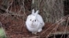 Easy pickings? A snowshoe hare in winter coat stands out before the snow falls. (Courtesy of L. Scott Mills Lab, NCSU)