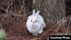 Easy pickings? A snowshoe hare in winter coat stands out before the snow falls. (Courtesy of L. Scott Mills Lab, NCSU)